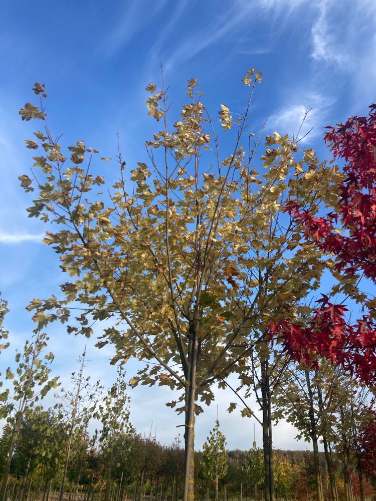 Acer platanoides 'Drummondii' Spitzahorn 'Drummondii'