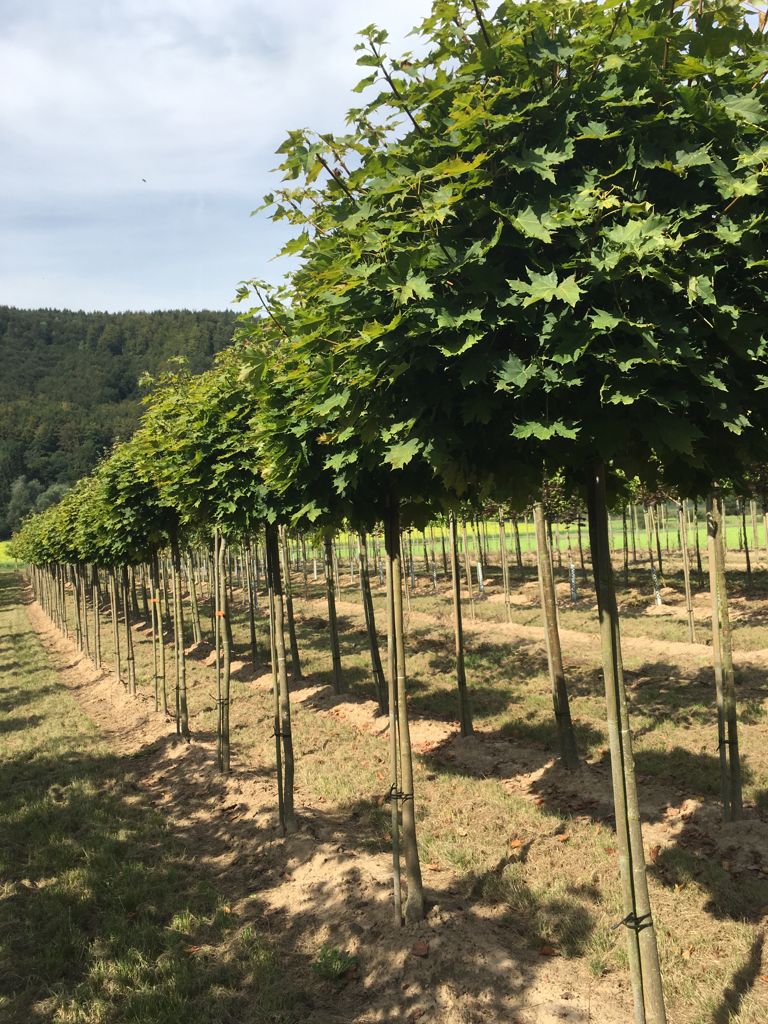 Acer platanoides 'Globosum' Kugelahorn 'Globosum'