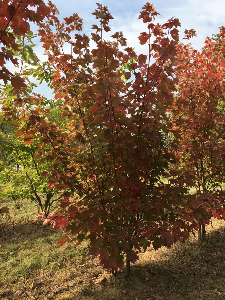 Acer rubrum Rotahorn