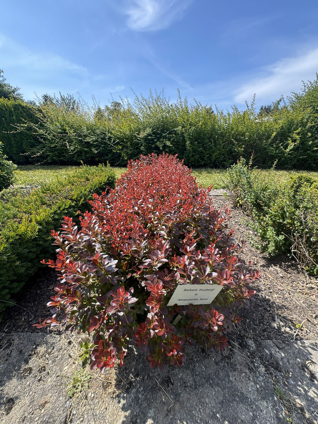 Berberis thunbergii 'Atropurpurea Nana' Kleine Blutberberitze