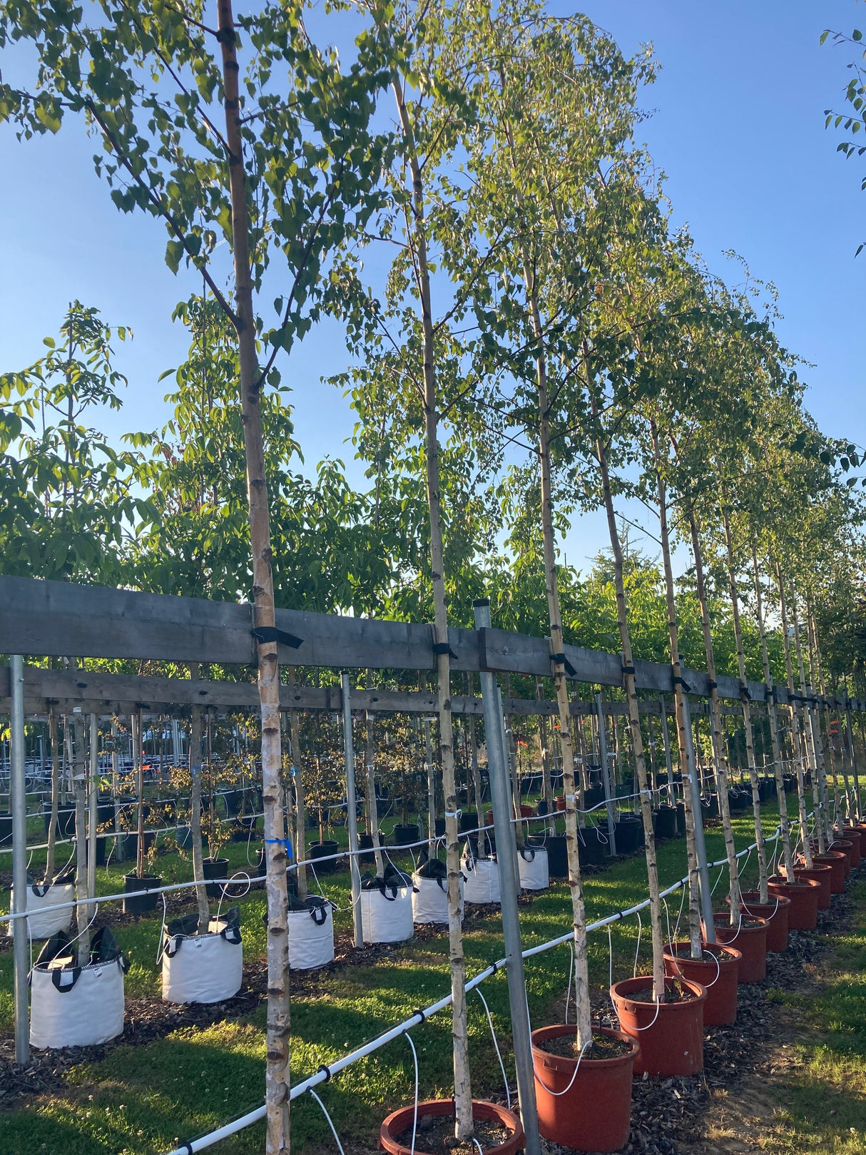 Betula pendula Sandbirke