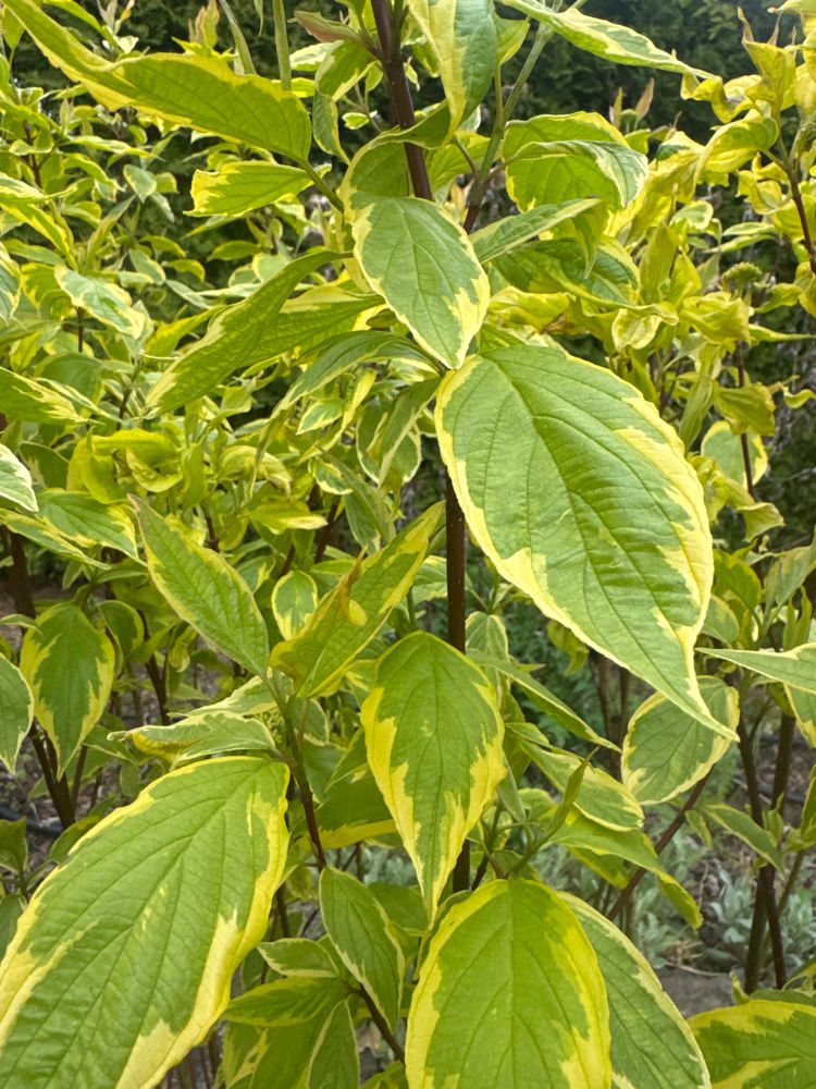 Cornus alba 'Spaethii' Gelbbunter Hartriegel