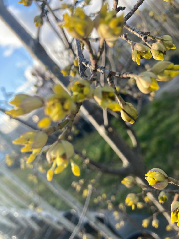 Cornus mas Kornelkirsche