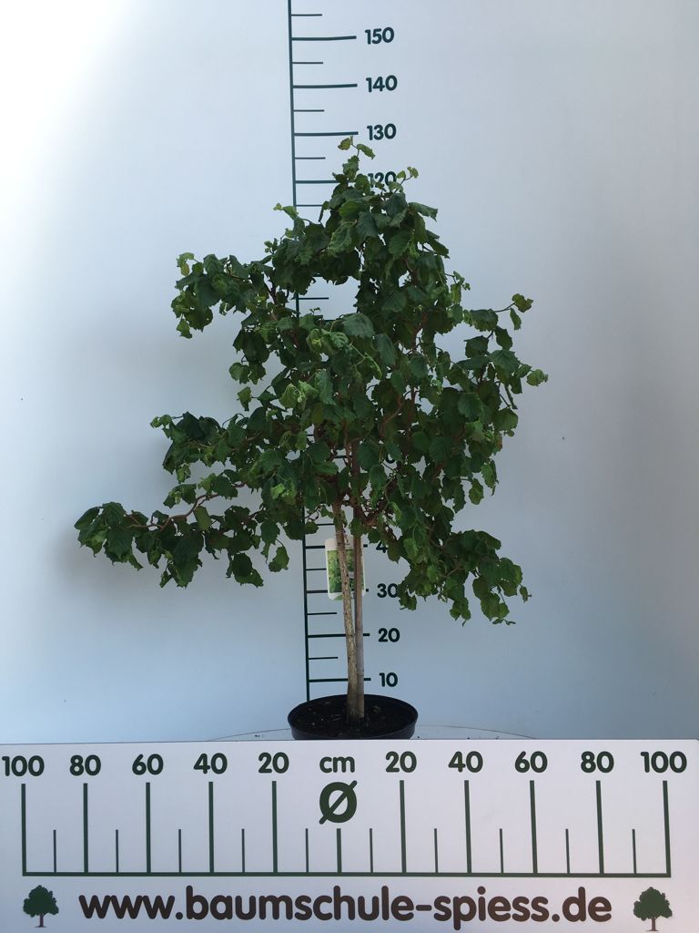 Corylus av.'Contorta' Korkenzieherhasel