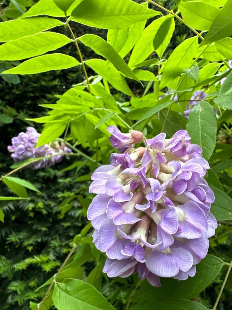 Wisteria floribunda 'Blue Dream' Blauregen 'Blue Dream' Premiumgehölz