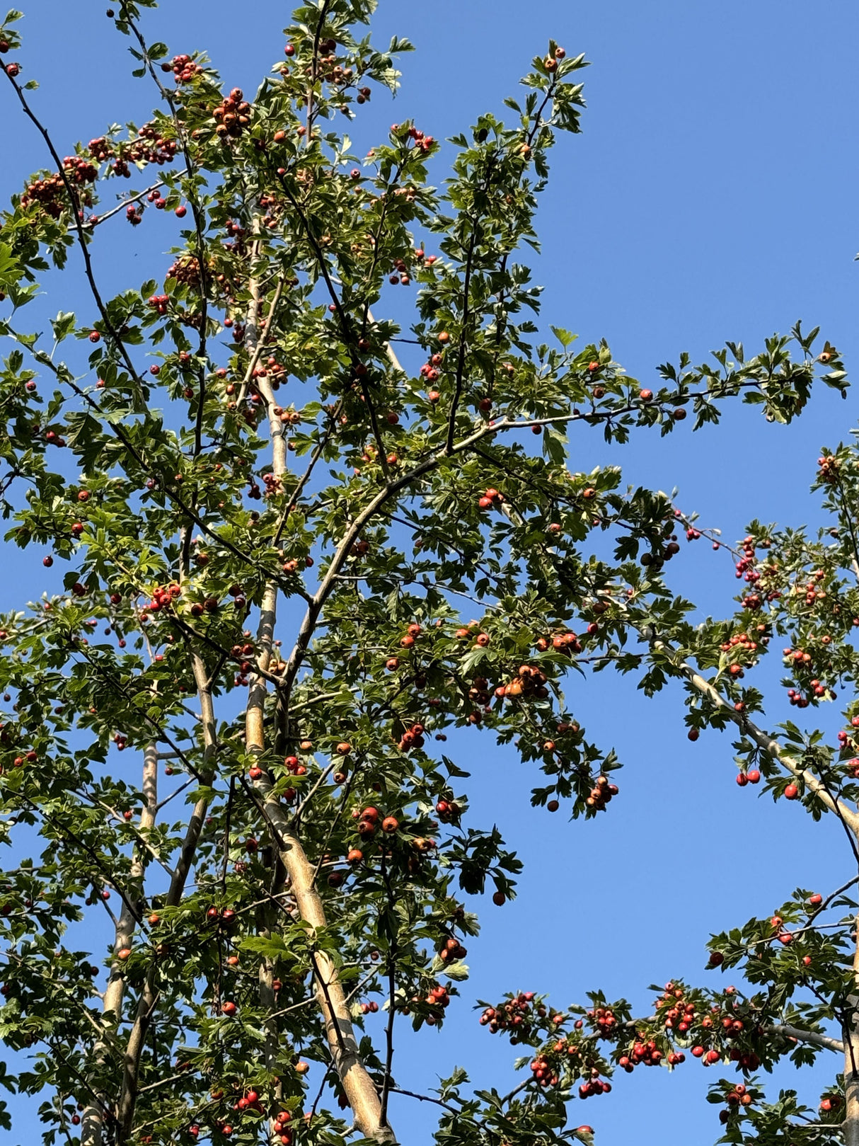 Crataegus monogyna Eingriffeliger Weißdorn