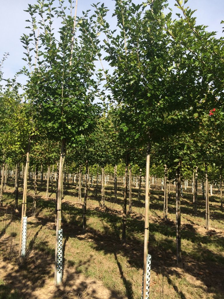 Crataegus mordenensis 'Toba' Kanadischer Rotdorn 'Toba'