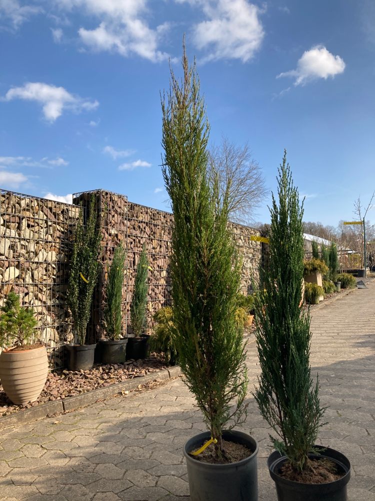Juniperus scopulorum 'Blue Arrow' Wacholder 'Blue Arrow'