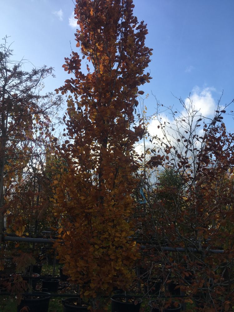 Fagus sylvatica 'Dawyck' Säulen-Rotbuche 'Dawyck'