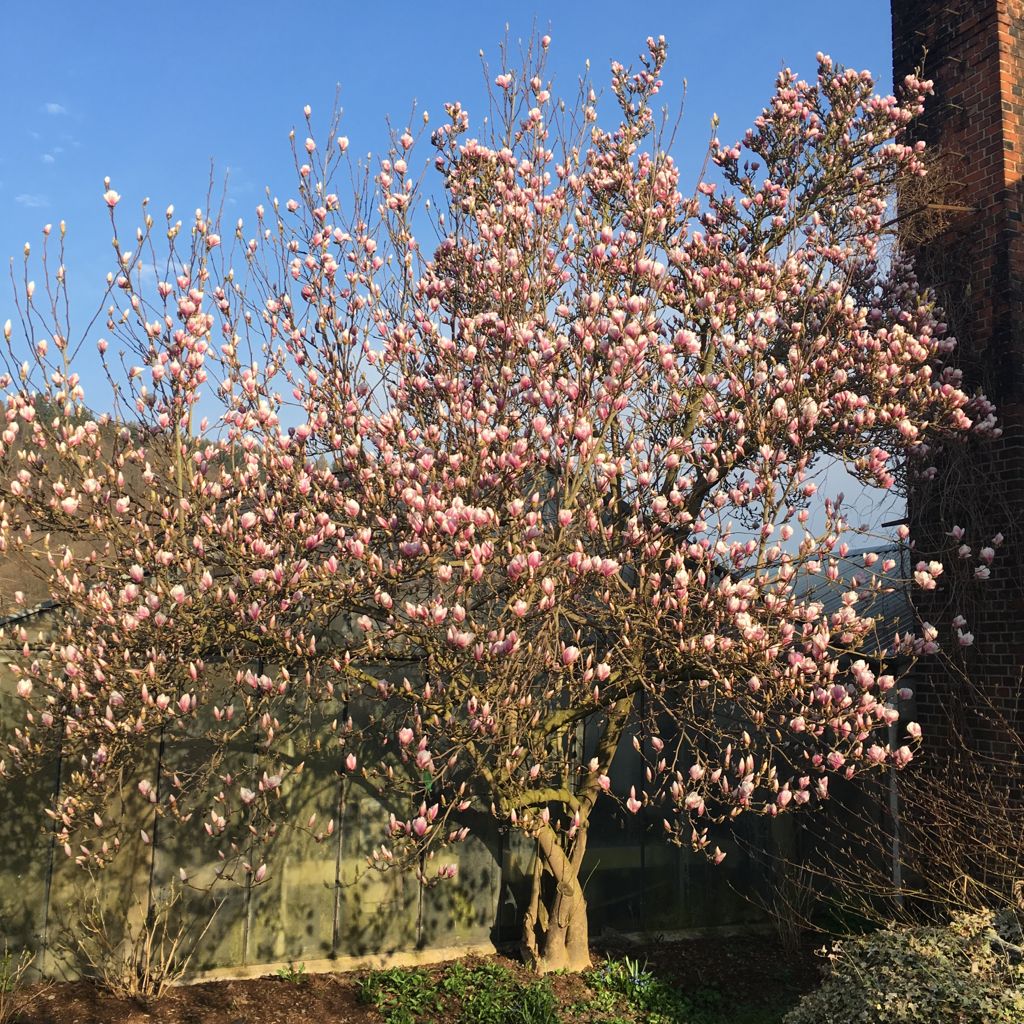 Magnolia soulangeana Tulpenmagnolie