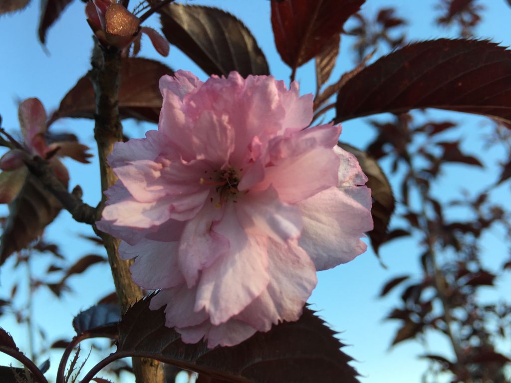 Prunus serrulata 'Royal Burgundy' Japan.Nelkenkirsche 'Royal Burgundy'