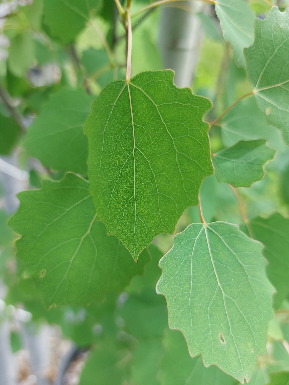 Populus tremula 'Erecta' Säulen-Zitterpappel