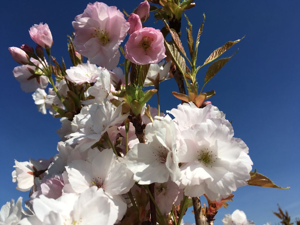 Prunus serrulata 'Amanogawa' Japan.Säulenkirsche