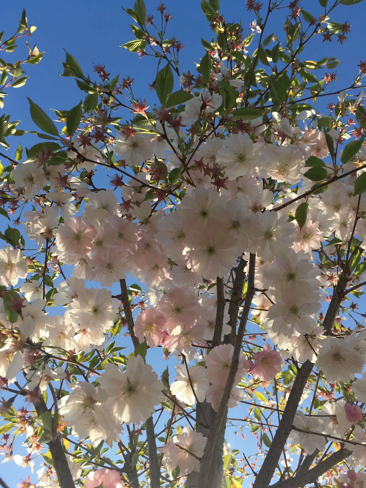 Prunus subhirtella 'Accolade' Frühe Zierkirsche 'Accolade'