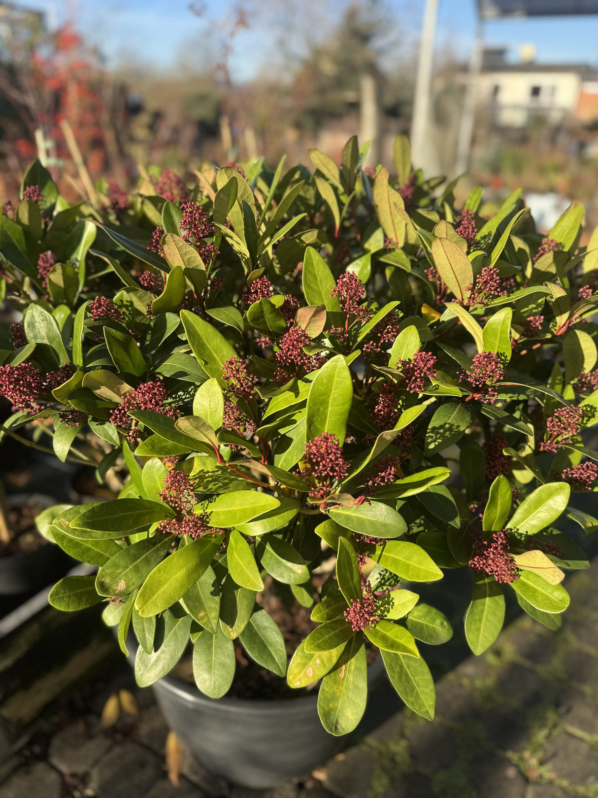 Skimmia japonica 'Rubella' Japanische Blütenskimmie 'Rubella'