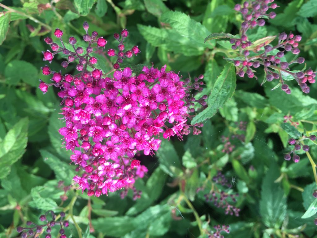Spiraea japonica 'Anthony Waterer' Rote Sommerspiere