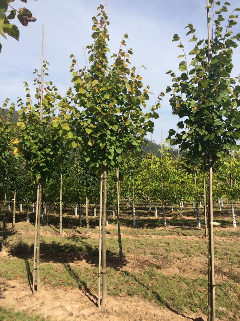 Tilia europaea 'Pallida' Kaiserlinde 'Pallida'