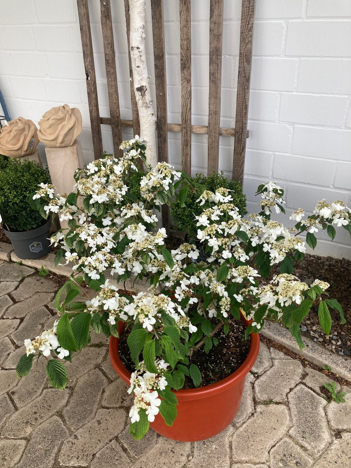 Viburnum plicatum 'Mariesii' Jap.Schneeball 'Mariesii'