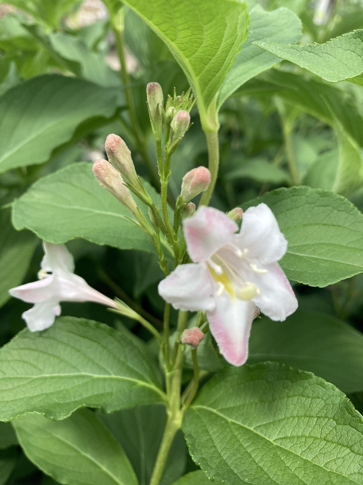 Weigela 'Styriaca' Weigelie 'Styriaca'
