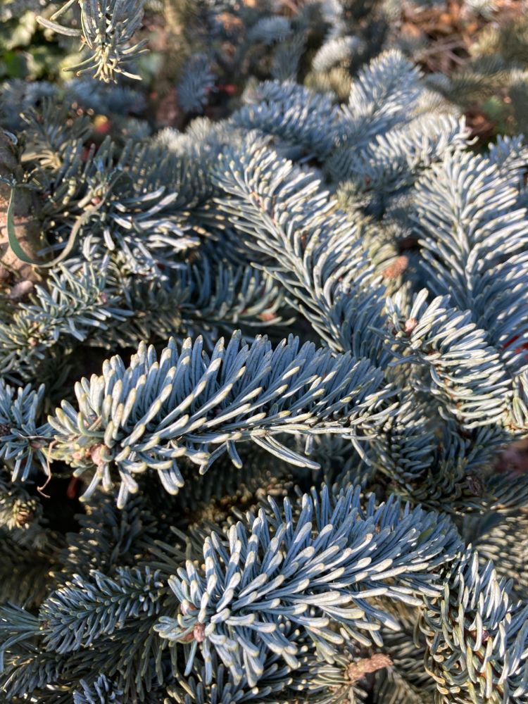 Abies procera 'Glauca' Silbertanne 'Glauca'
