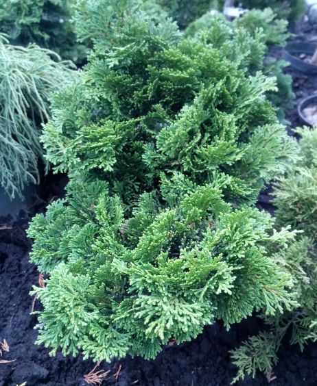 Chamaecyparis obtusa 'Nana Gracilis' Kleine Muschelzypresse 'Nana Gracilis'