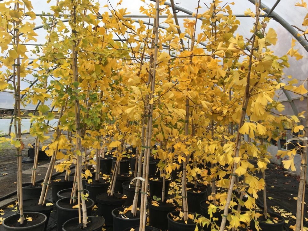 Ginkgo biloba Fächerblattbaum