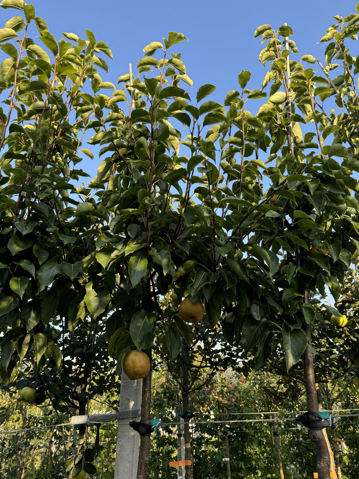 Pyrus pyraster 'Kumoi' CAC Birne Nashi 'Kumoi'