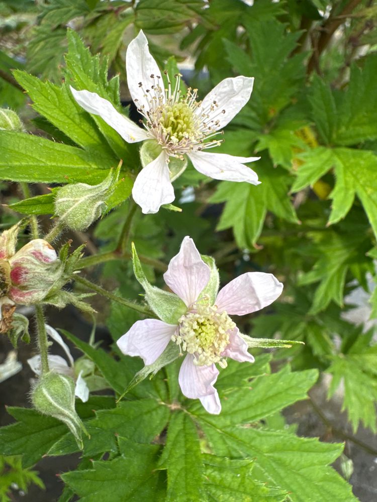 Rubus frut.'Thornless Evergreen' CAC Brombeere 'Thornless Evergreen'