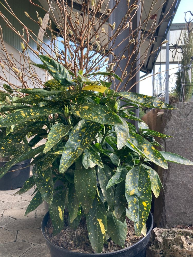 Aucuba japonica 'Variegata' Japanische Aucube