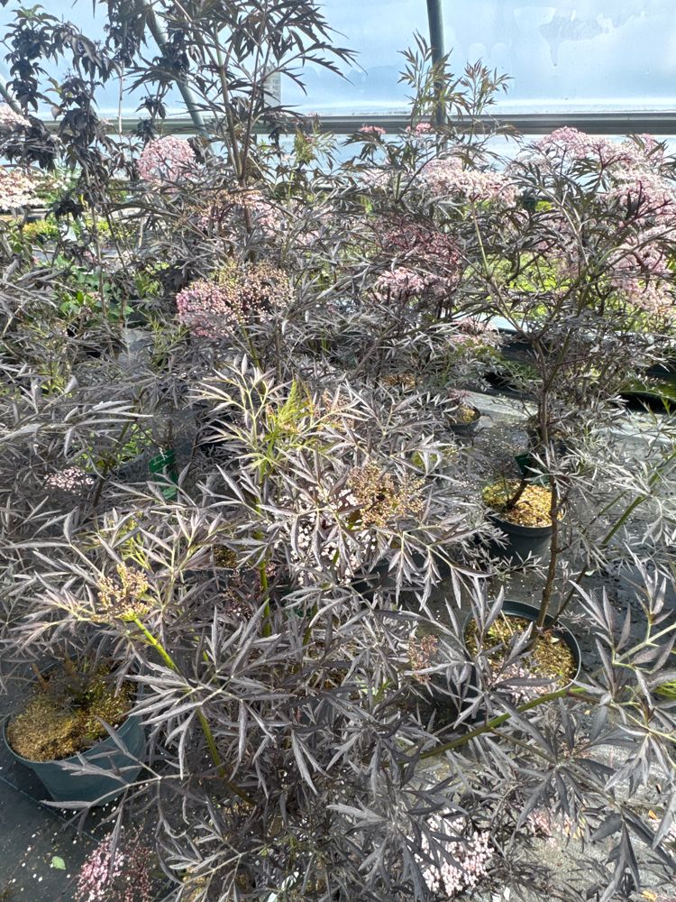 Sambucus nigra 'Black Lace' -R--S- Schwarzer Holunder 'Black Lace' -R--S-