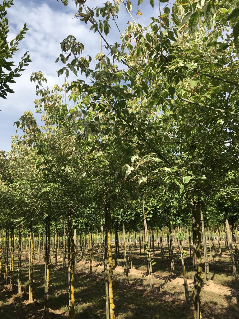 Acer negundo 'Flamingo' Eschenahorn 'Flamingo'