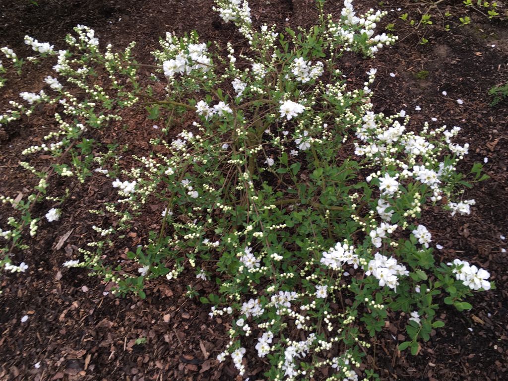 Exochorda macrantha 'The Bride' Kleine Prunkspiere 'The Bride'