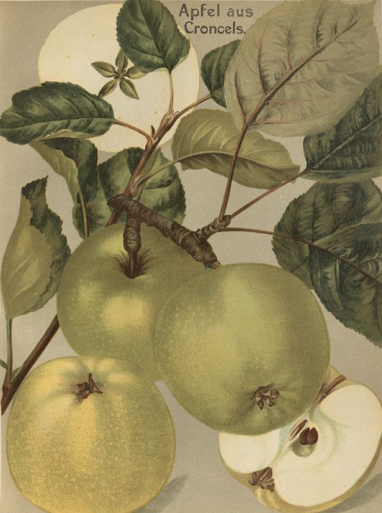 Malus 'Croncels' CAC Apfel 'Croncels' mittel