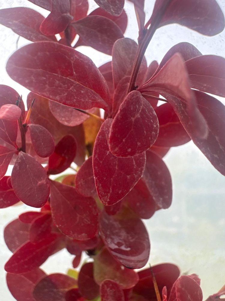Berberis thunbergii 'Red Pillar' Berberitze 'Red Pillar'