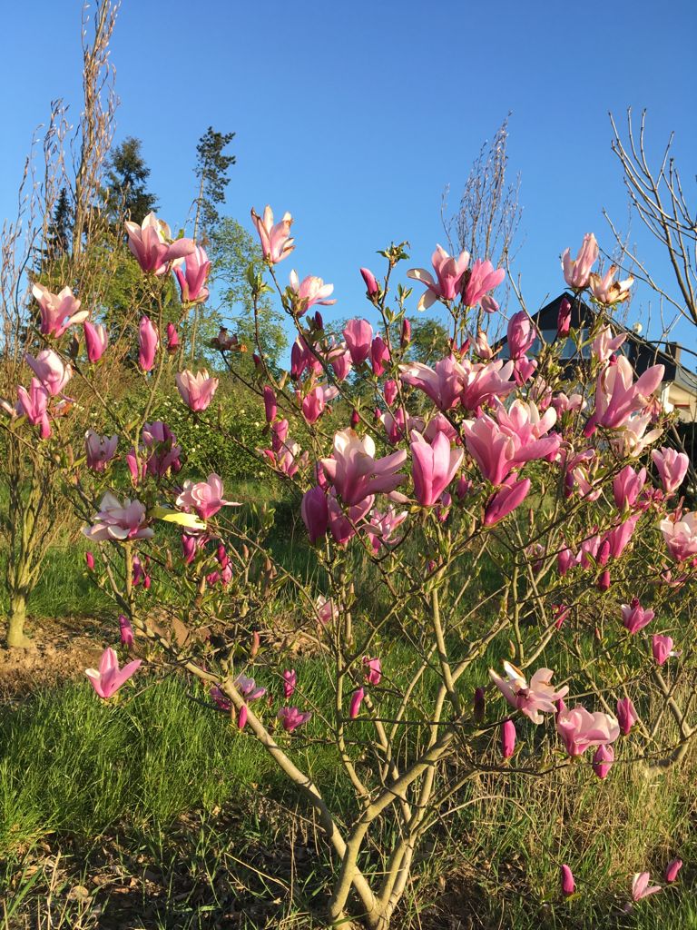 Magnolia 'Susan' Niedrige Magnolie 'Susan'