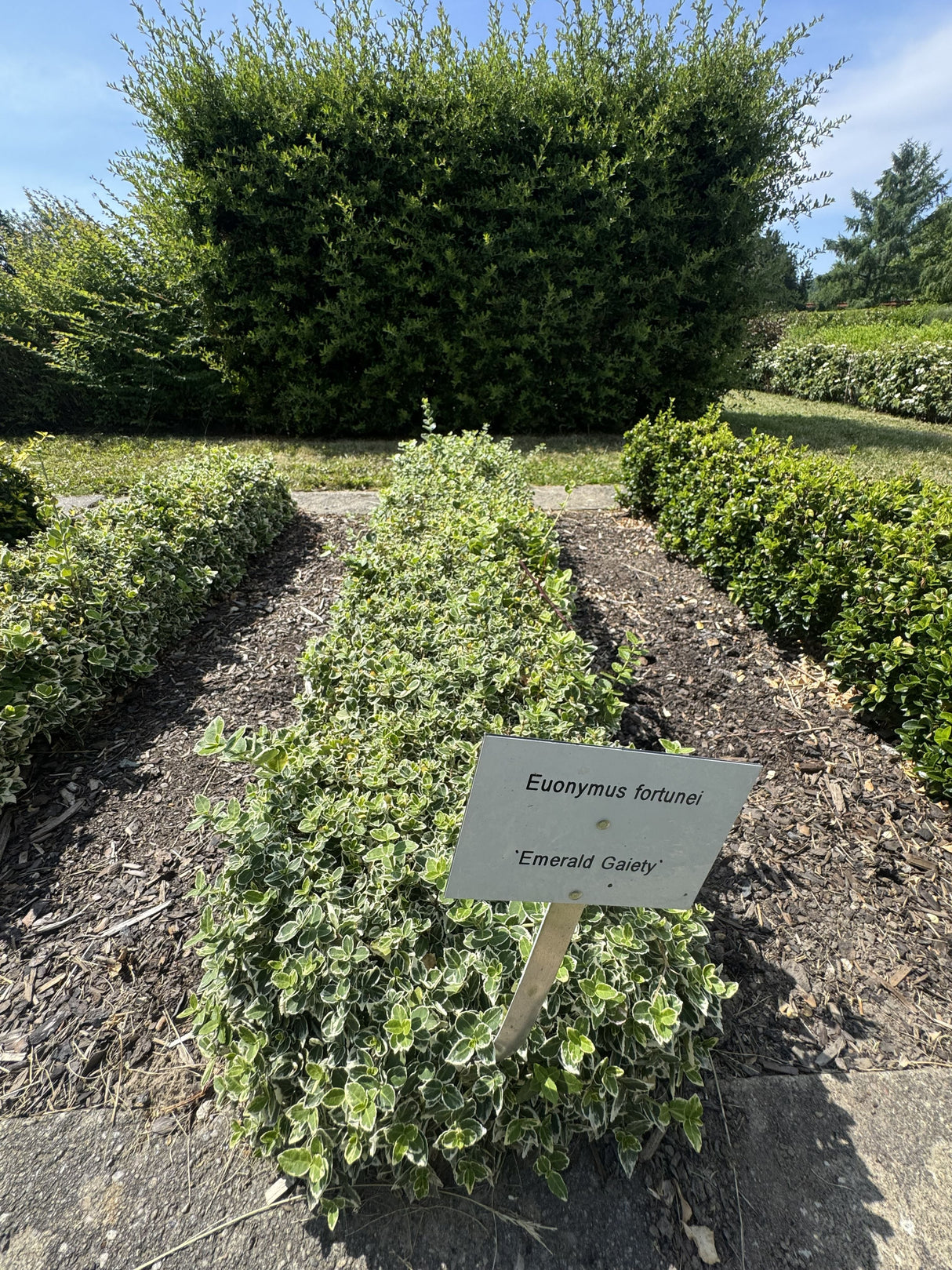 Euonymus fortunei 'Emerald Gaiety' Weißbunte Kriechspindel 'Emerald Gaiety'