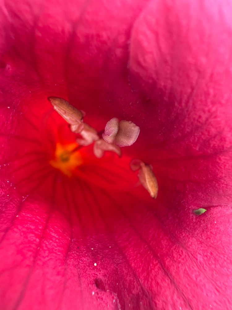 Campsis radicans 'Flamenco' Trompetenblume 'Flamenco'