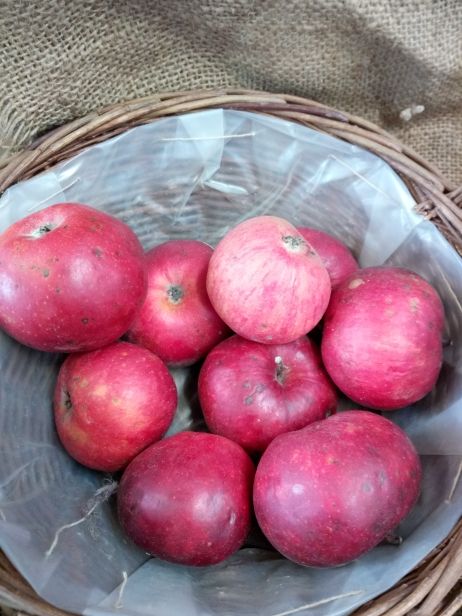 Malus 'Danziger Kantapfel' CAC Apfel 'Danziger Kantapfel' mittel
