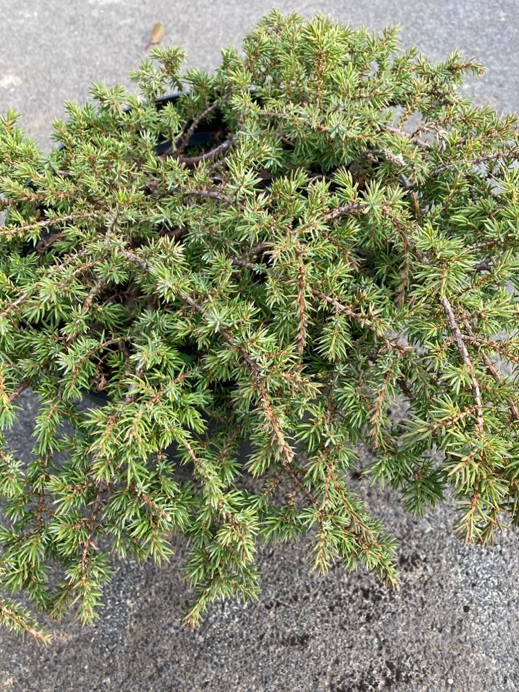 Juniperus com.'Green Carpet' Kriechwacholder 'Green Carpet'