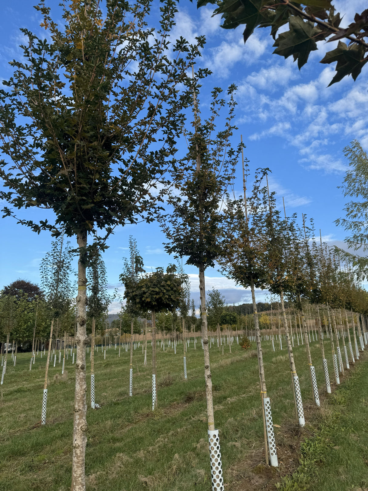 Acer campestre 'Queen Elizabeth' Feldahorn 'Queen Elizabeth'