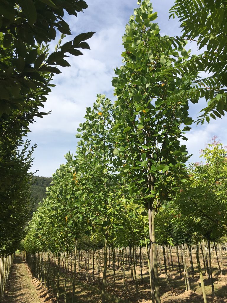 Liriodendron tulipifera 'Fastigiatum' Säulen-Tulpenbaum