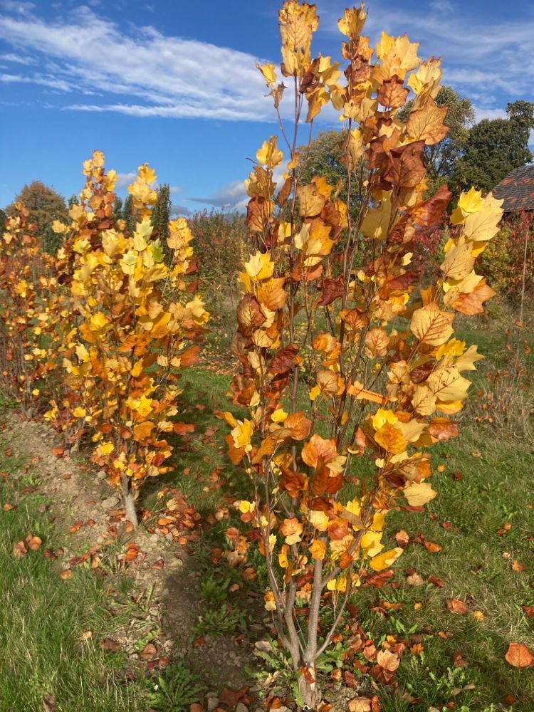 Liriodendron tulipifera 'Fastigiatum' Säulen-Tulpenbaum
