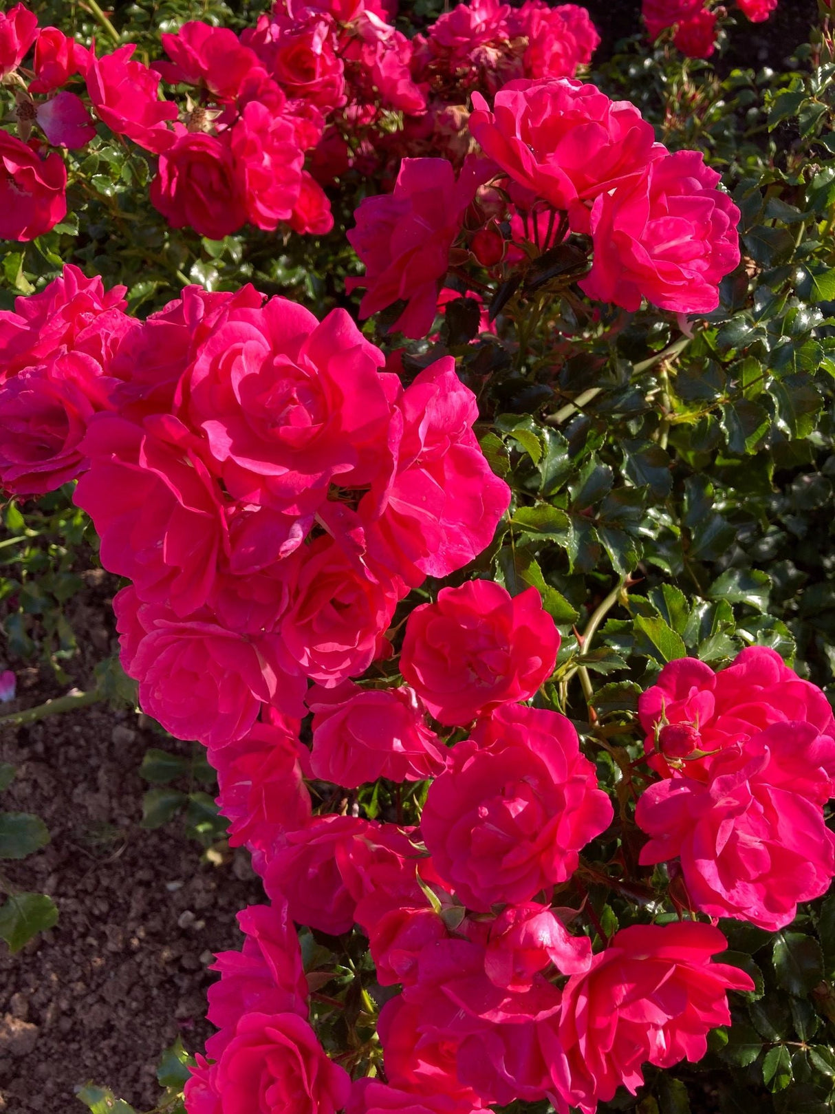 Rosa 'Heidetraum' -R- BDR Bodend.Rose 'Heidetraum' -R- ADR-Rose