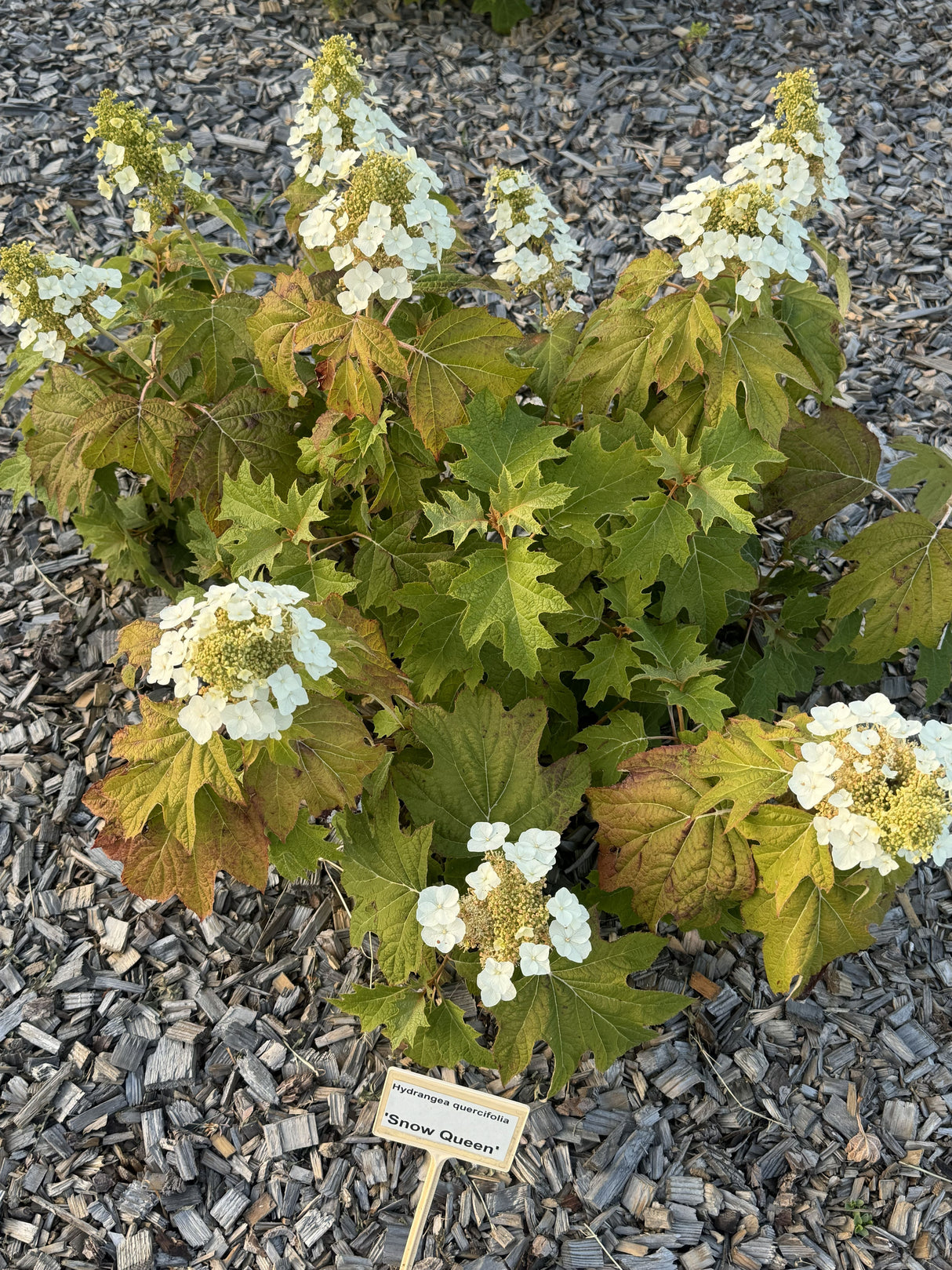 Hydrangea quercifolia 'Snow Queen' Eichenblättr.Hortensie 'Snow Queen'