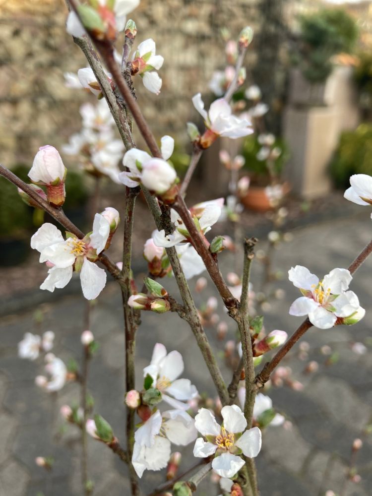 Prunus tomentosa 'Orient' Filzkirsche 'Orient'