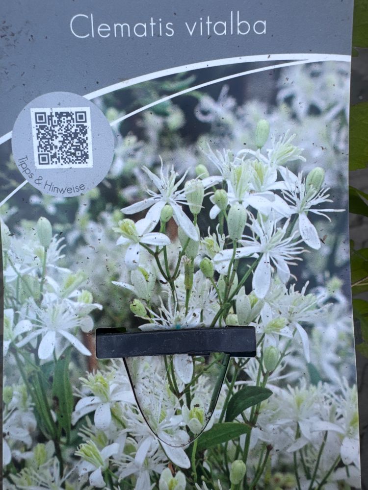 Clematis vitalba Gemeine Waldrebe