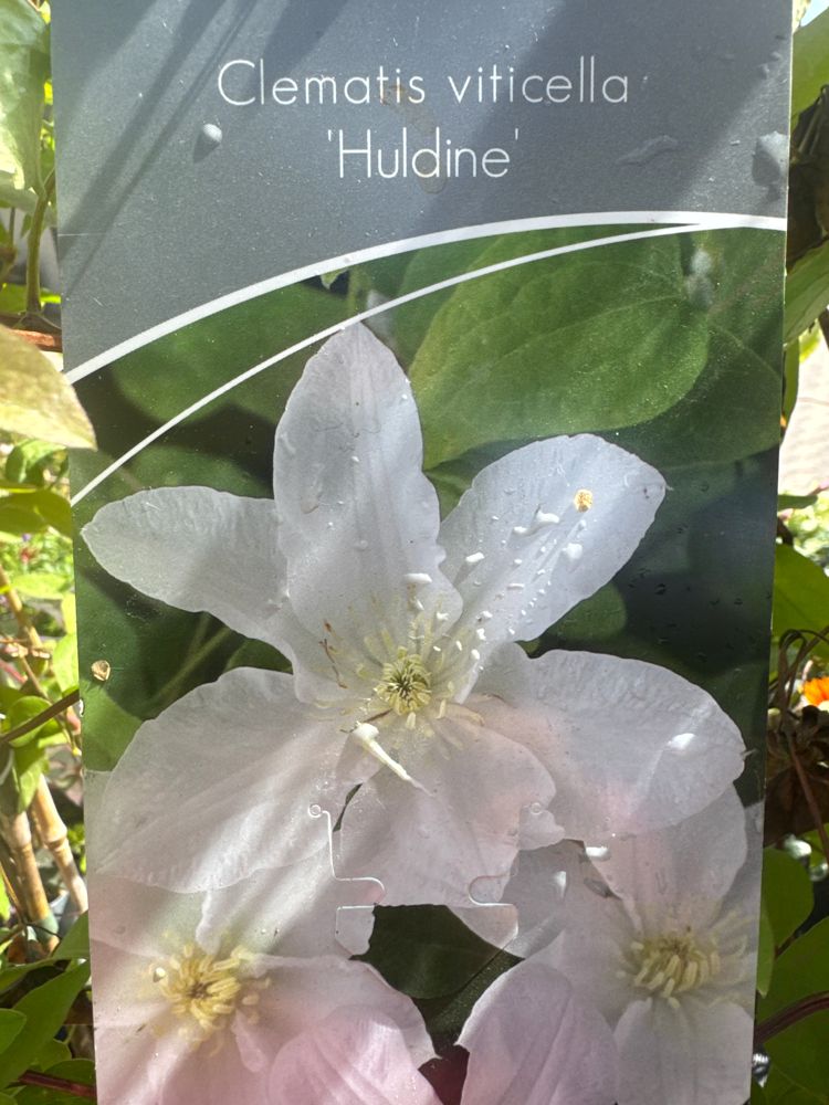 Clematis viticella 'Huldine' Italienische Waldrebe 'Huldine'