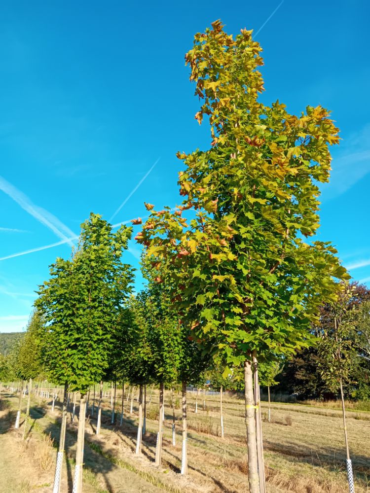Acer platanoides 'Columnare' Säulenförmiger Spitzahorn 'Columnare'