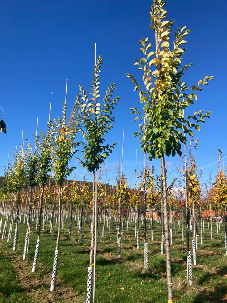 Ulmus hollandica 'Plantijn' Stadtulme 'Plantijn'