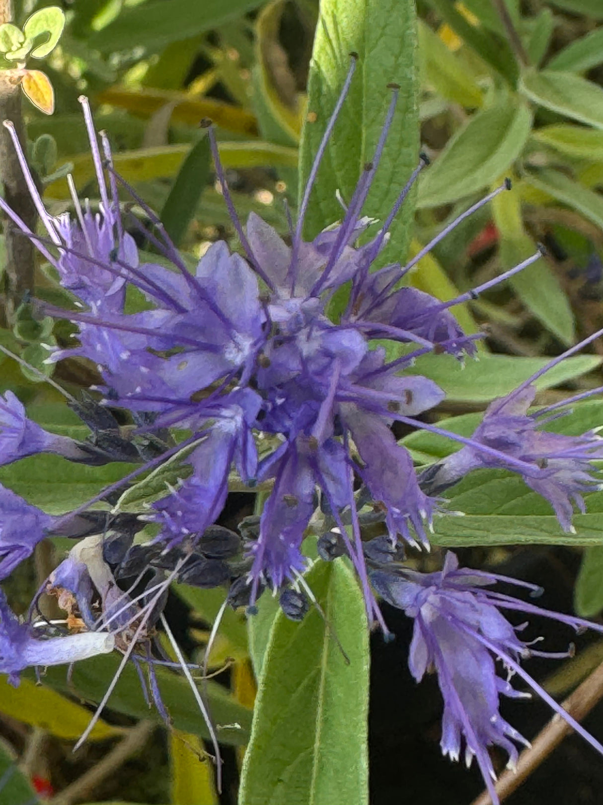 Caryopteris clandonensis 'Kew Blue' Bartblume 'Kew Blue'